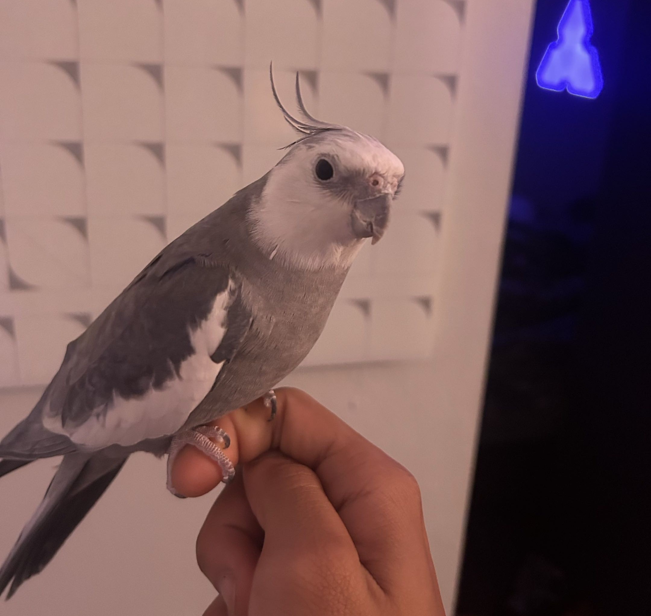 mah bird big guy