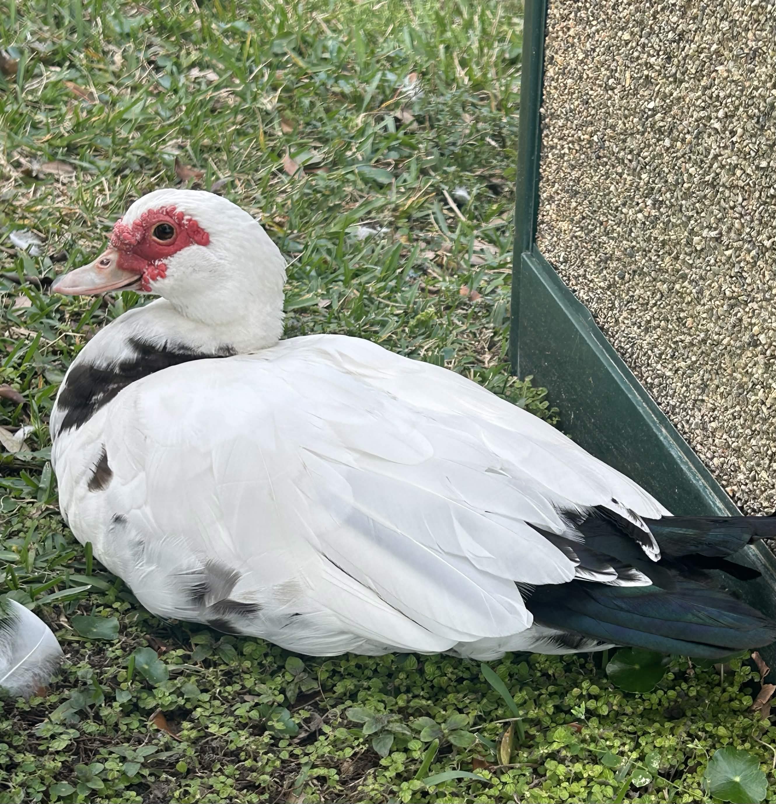 photo of a duck sitting that i took from my phone