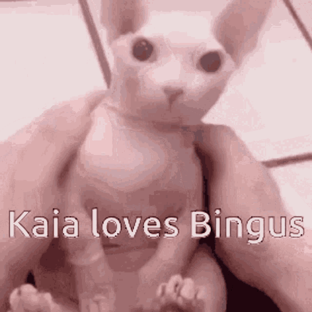 bingus