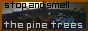 smell pine trees